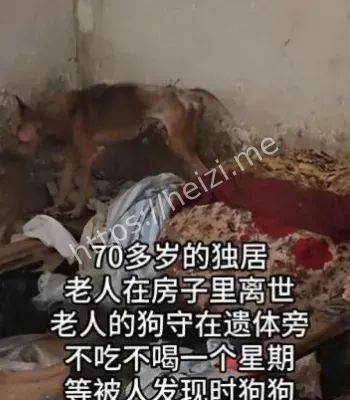 忠犬守候