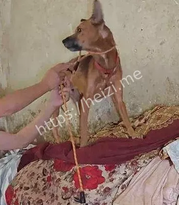忠犬守候