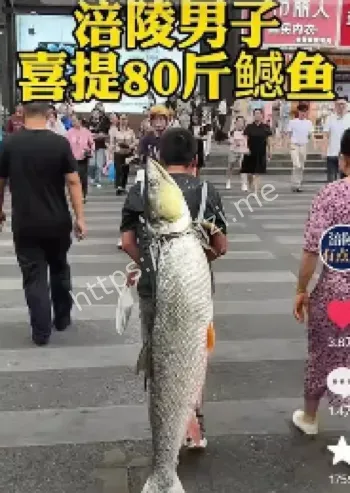 79斤鳡鱼