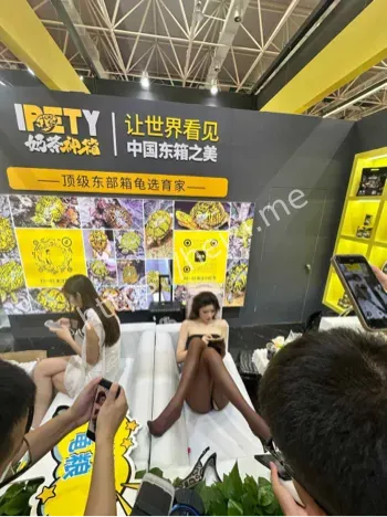 龟展争议