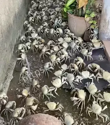 捡蟹一晚十斤