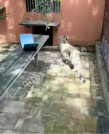 闹闹
