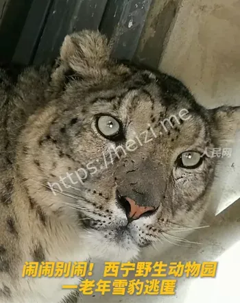 闹闹