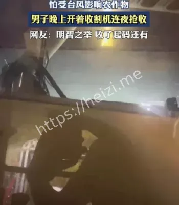 台风抢收稻子