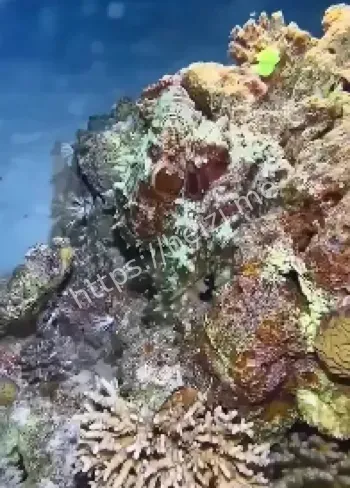 拟态章鱼