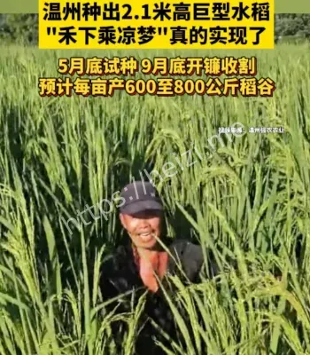 巨型水稻