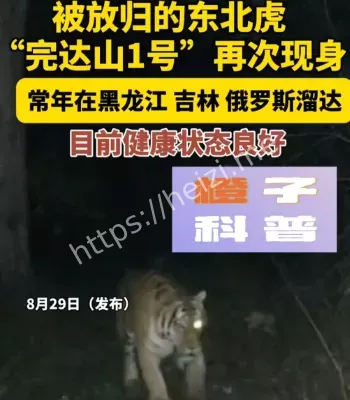 野生东北虎