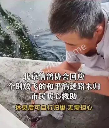 和平鸽