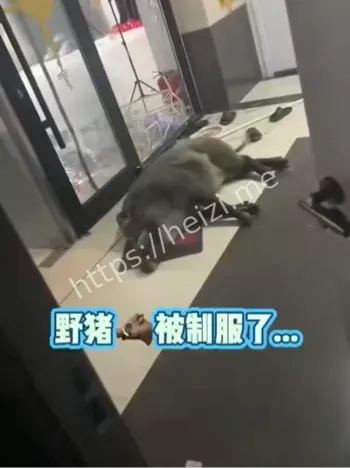 辽宁城市野猪生态防范