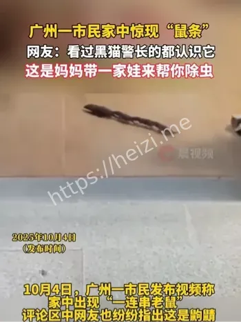 广州家中鼠条