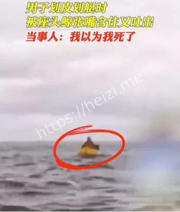 座头鲸意外事件