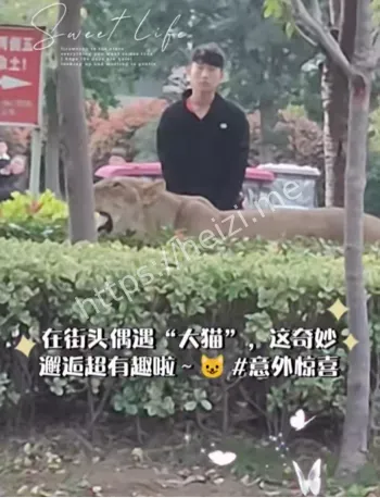 狮子逃跑真相