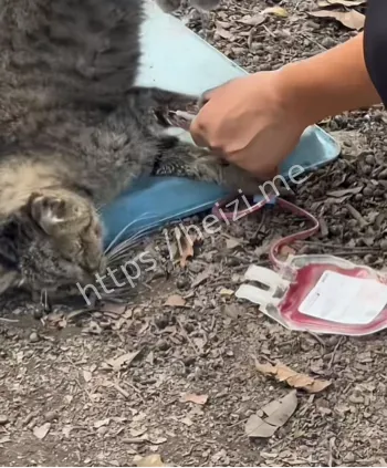 广州血猫事件