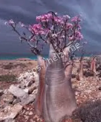 龙血树