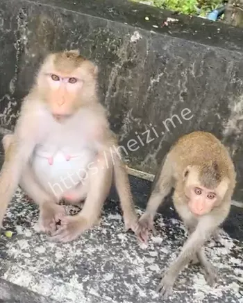 游客投喂猴子引发围攻真相