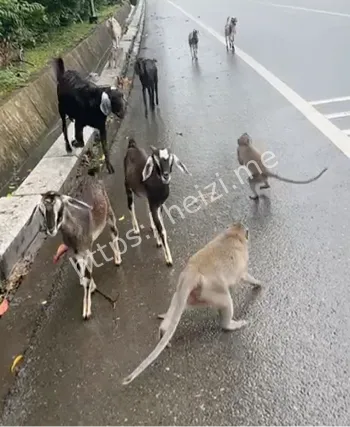 猴子山和谐共处游客指南