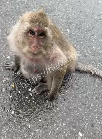 猴子山人猴大战抢食伤人案