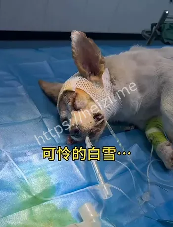 头骨射穿
