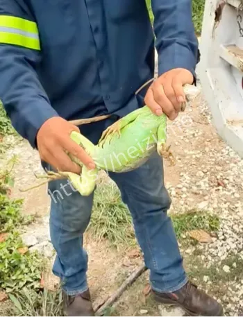 佛罗里达沼泽蟒蛇猎杀