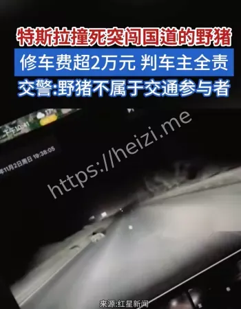 特斯拉撞野猪