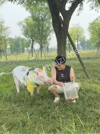 遛130斤大猪
