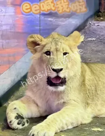非洲狮小毛