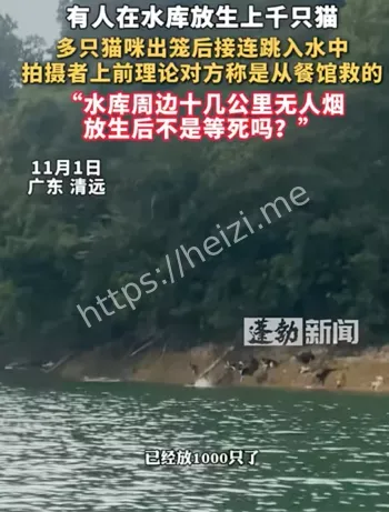 千猫溺亡救援
