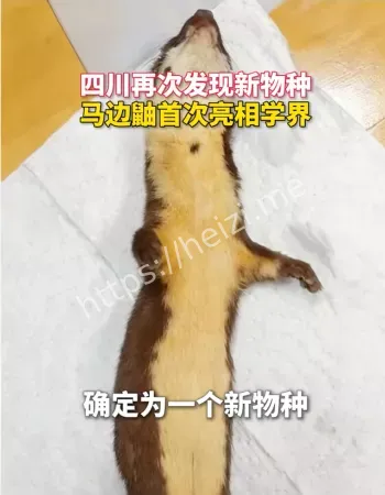 新物种马边鳕
