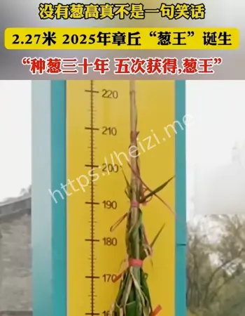 没有葱高
