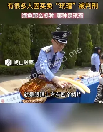 非法出售玳瑁