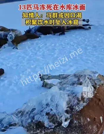 黑龙江冰冻马