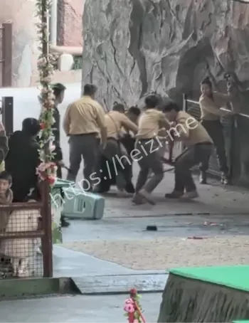 黑熊熊二