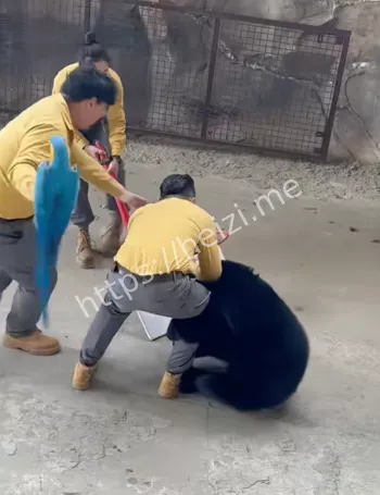 黑熊袭击事件