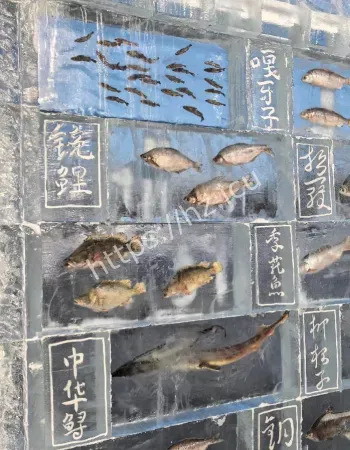 20余种江鱼