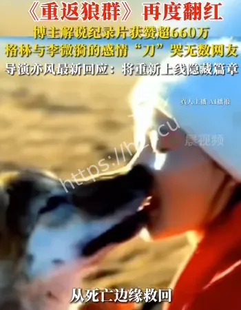 重返狼群爆火
