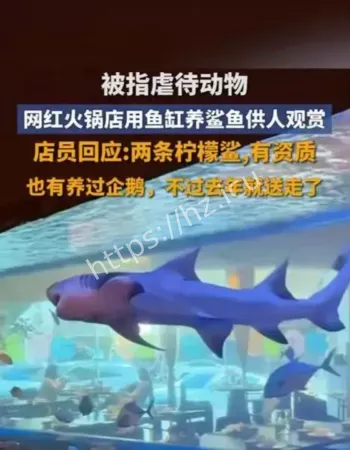 鱼缸养鲨鱼