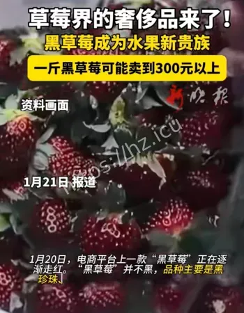 黑草莓走红
