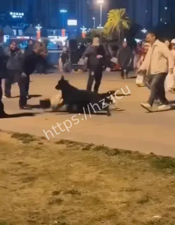 视频流出