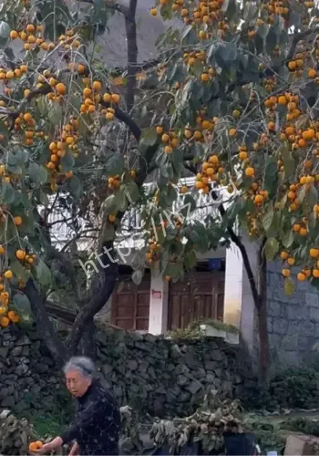 山村百年老树诡异