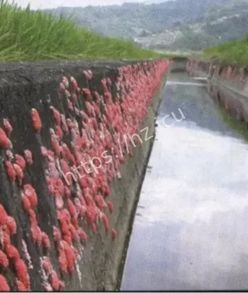 柳州公园怪鱼
