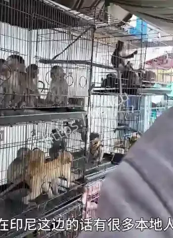 探访东南亚最硬核国家