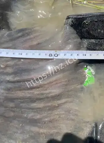 网友直呼