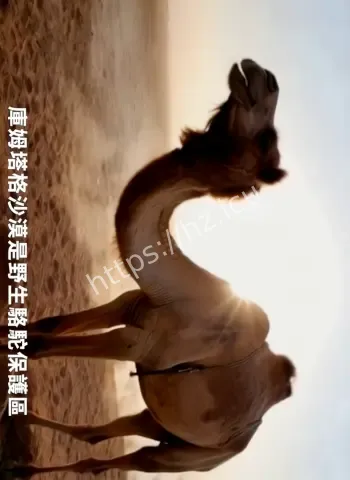 背后真相曝光