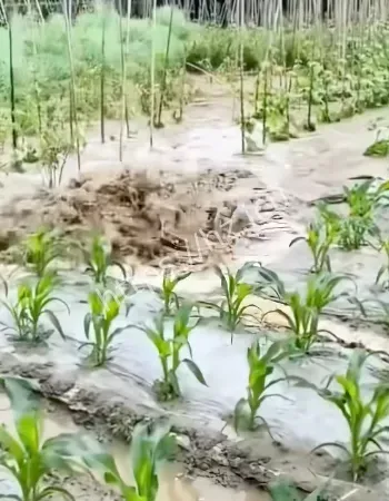 古井无风晃动