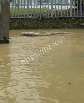 雨林暗藏巨型野生动物